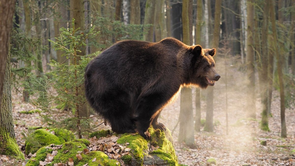 Medvěda u Brandýsa nenašli, pátrání skončilo